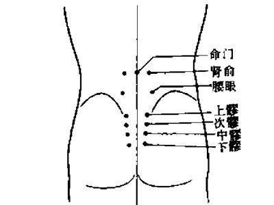 第六要穴:强壮肾气 肾俞穴:与命门穴的位置持