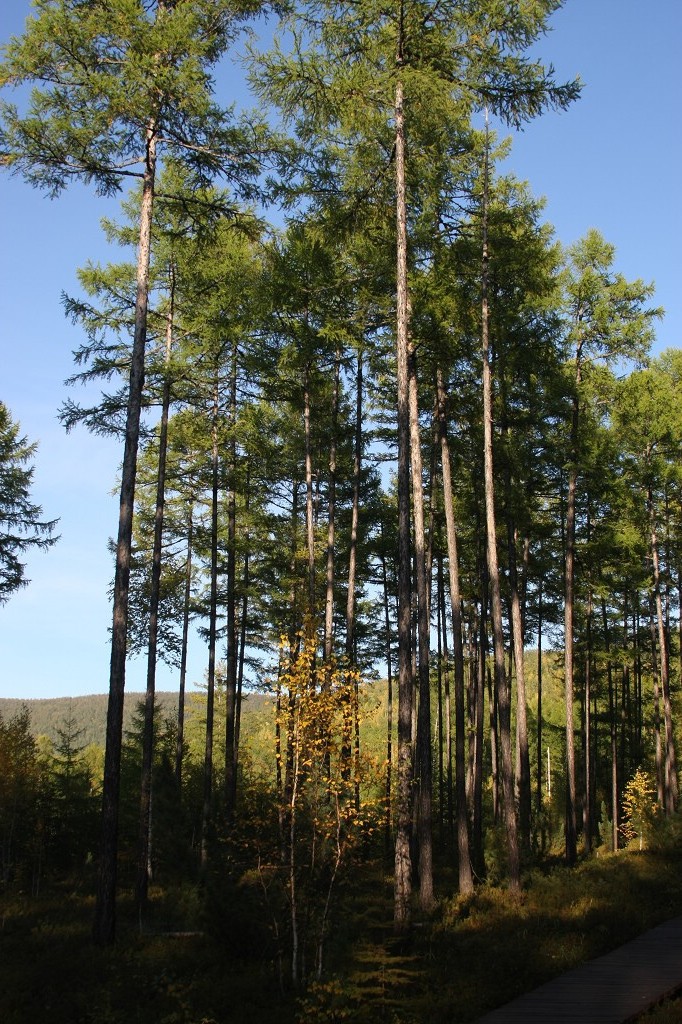 ���ɲ�ԭ·�����л���