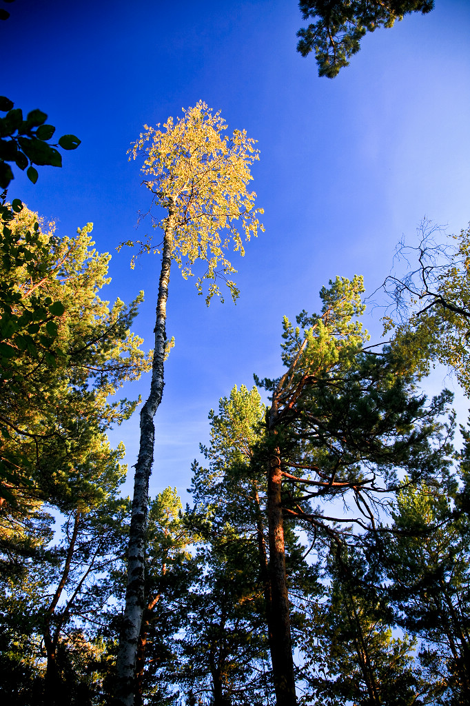 ���ɲ�ԭ·�����л���