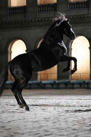 见证王者风范 凯迪拉克SLS赛威彰显无声声望