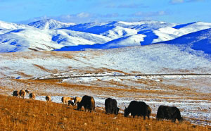 大美青海 走进一个你所不知道的玉树_连云港动