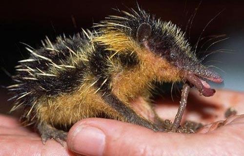 ͵ذ߼yRu(Lowland streaked tenrec)