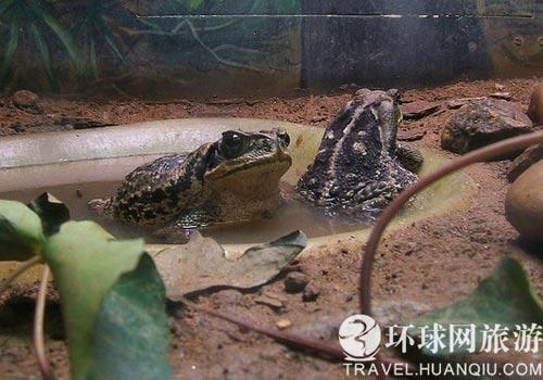 不寒而栗 巴西圣保罗全球毒物最多的地方(4)