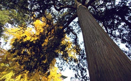 禅宗少林:金钱之外的无限美好(组图)(2)