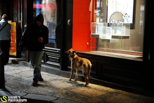 To master the dog