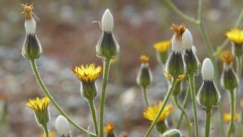 Royal Botanic Garden