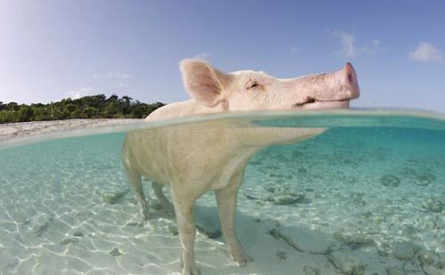 A pig jumped into the nearby Bahamian archipelago shoal seawater to cool off