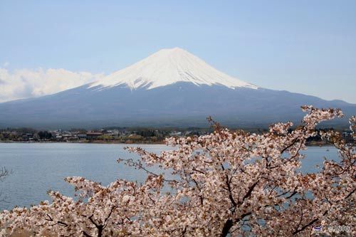 日本樱花花期预告出炉 3-5月可赏樱花