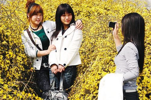 迎春花:忽略却不能缺少