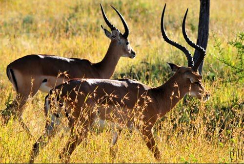 Impala