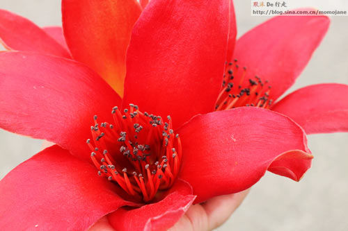 http://travel.sina.com.cn/china/2011-05-18/0956156580.shtml