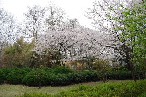 顾村公园樱花节