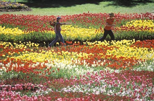 郁金香花语