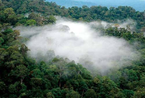 Mist in the rainforests of Borneo