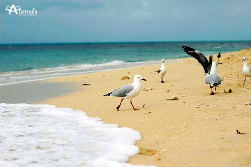 沙滩上散步的海鸥