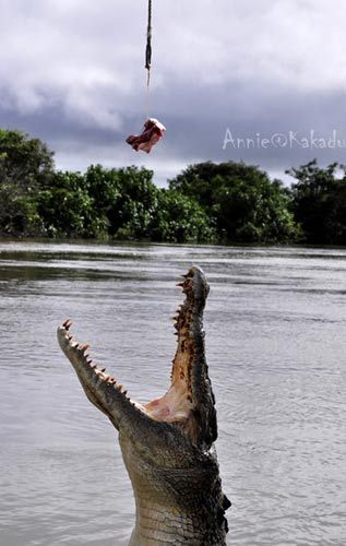 Spectacular Jumping Crocodile Cruise ()