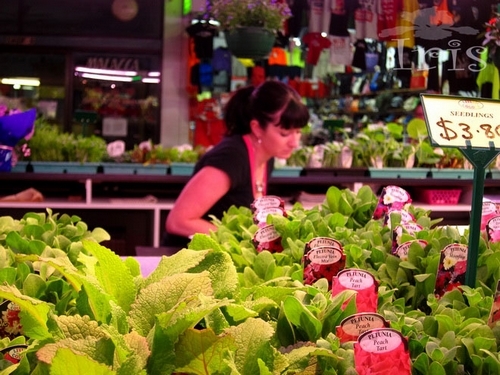 Adelaide Market