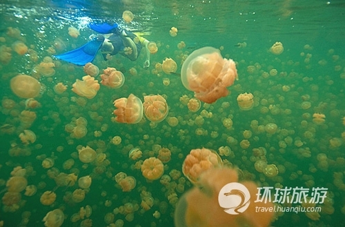 Jellyfish fish
