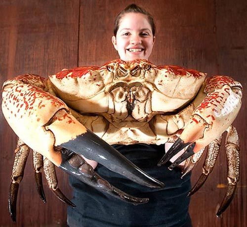 澳大利亚捕获巨无霸螃蟹 重7公斤仍在生长