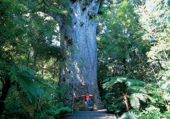 探秘世界上最古老的巨树贝壳杉