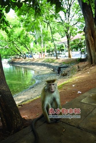 The Monkey Temple