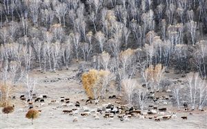 Autumn grazing cattle and sheep / photo Ren Yongjie F/7.1 1/25 s ISO 400