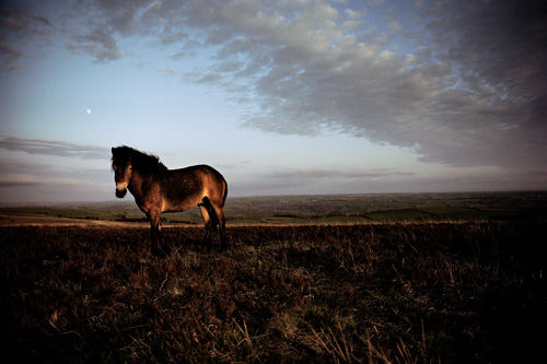 Standing in the steppe horse