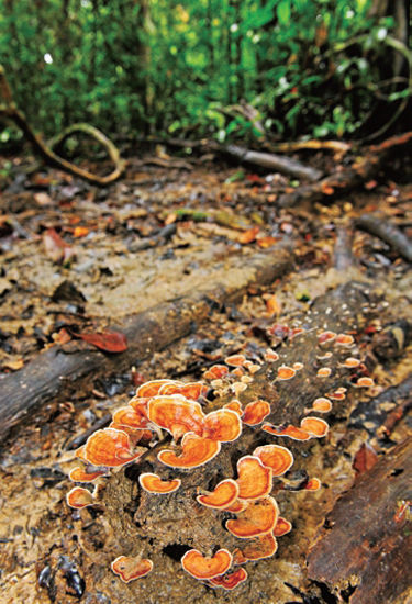 Various types of mushroom