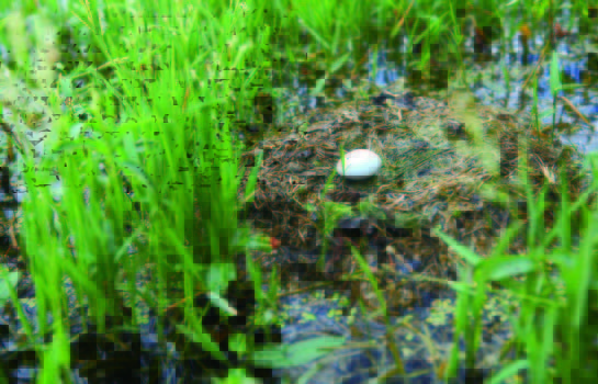 The wetland in a bird eggs