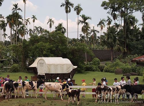 The farm covers an area of three hectares, about 200 bull cow, a cow in close contact with Cheng Huimin.