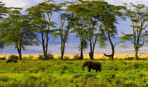 Animal World Africa prairie