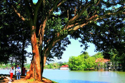 Walking in the Kandy Bangshui born of the tree, refreshed 