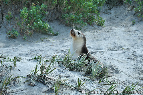 Sina travel pictures: lovely small seal Photography: Mei Li.