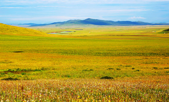 The beautiful grassland