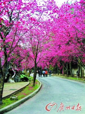 Formosan Aboriginal Culture Village is the highest density of Taiwan oriental cherry