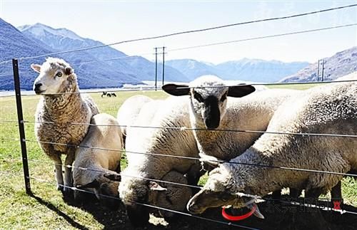 Everywhere can see fat sheep grazing in a leisurely, an idyllic scene