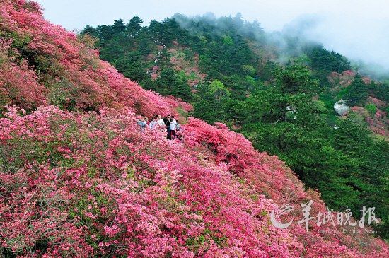 湖北麻城龟峰山原生态古杜鹃花正值花期