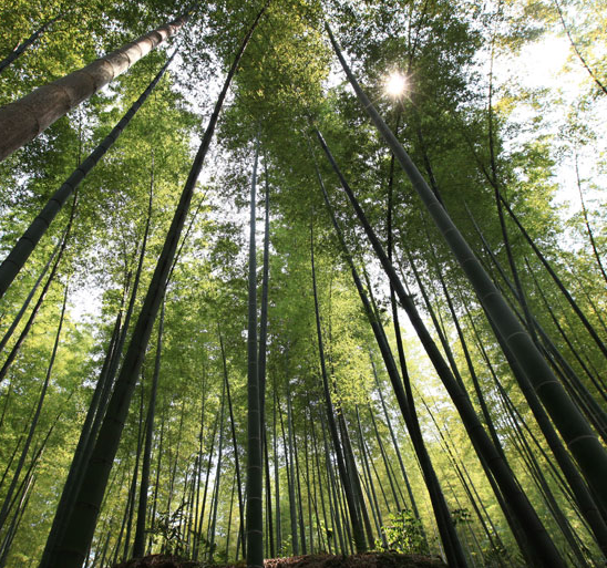 高温避暑到永川 游茶山逛竹海赏莲花吃瓜果