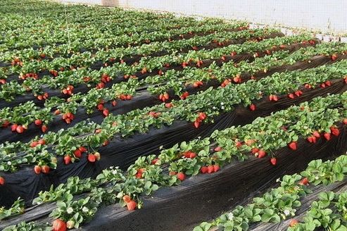 大庆田园趣味采摘游线路推荐(组图)