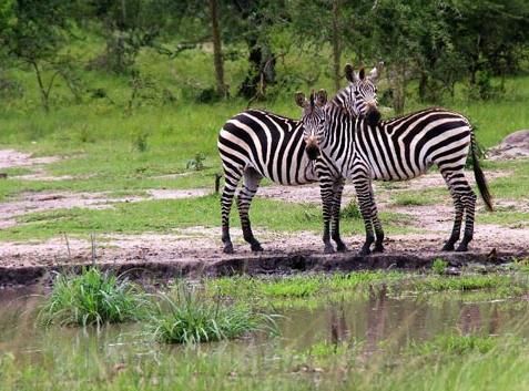 大胆出行南非 老驴带你感受刺激的非洲地震桥