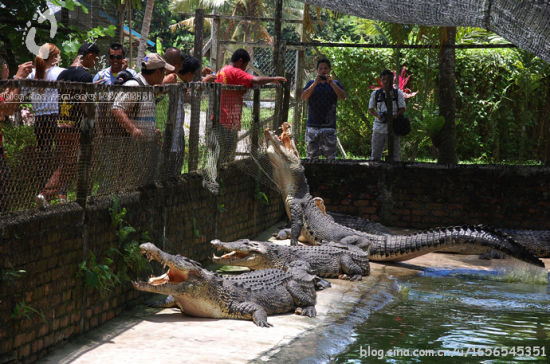 马来西亚惊险有趣的鳄鱼表演(图)