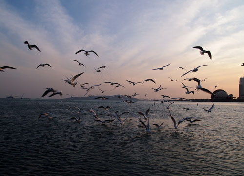 到黄海之滨明珠青岛 看红瓦绿树碧海蓝天(2)