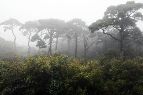 五岭绝首猫儿山 原始森林挂云霄