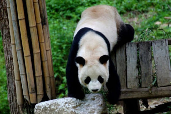 陕西四大野生动物保护区 大熊猫