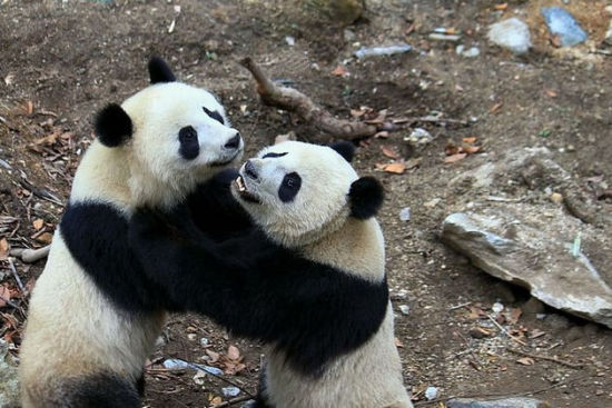 陕西四大野生动物保护区 大熊猫