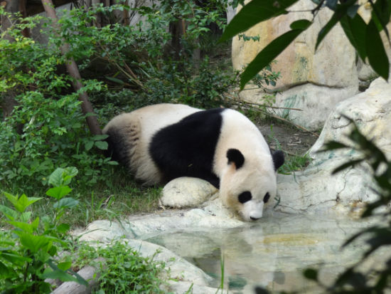 游成都大熊猫基地 与国宝来个亲密接触