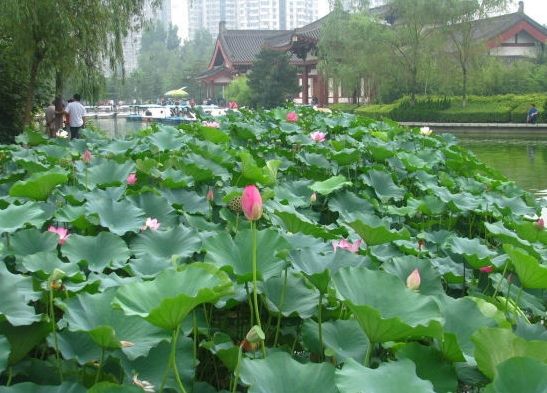 西安免费景点之兴庆公园