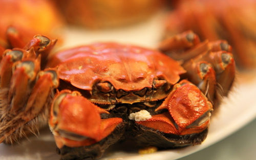 组图:吃蟹的季节 盘点全国最名贵的12种蟹