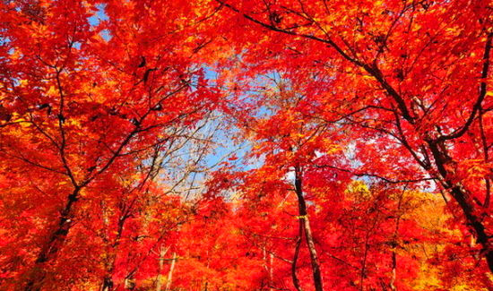 红叶满天 秋游吉林蛟河红叶谷