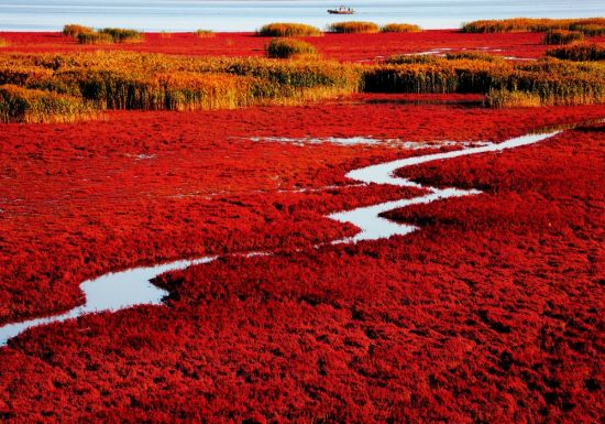 最亮眼的那一片红 十月盘锦红海滩